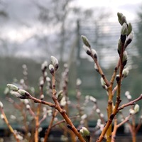 Salix 'Coire Kander'